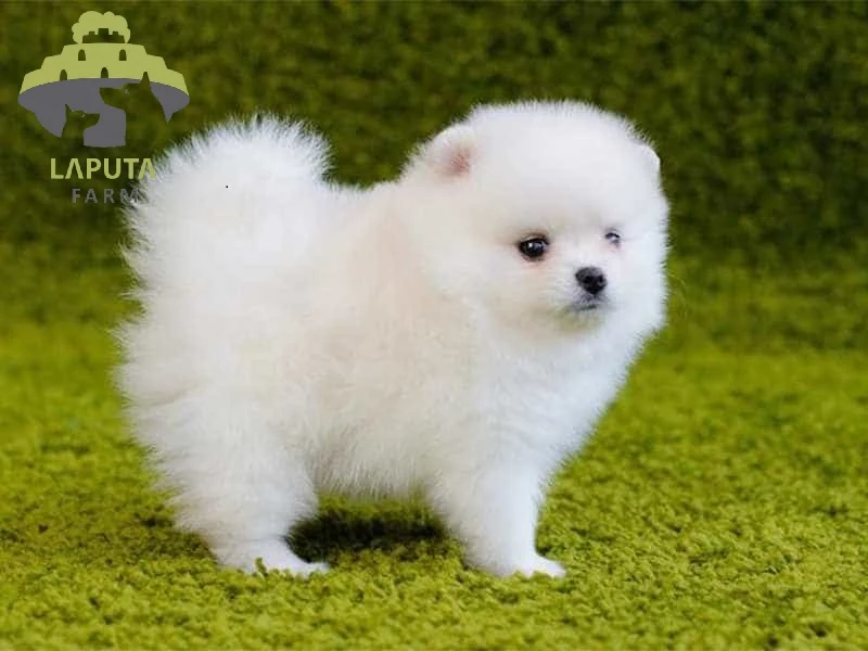 Chó phốc sóc mini trong tình yêu thương với chủ