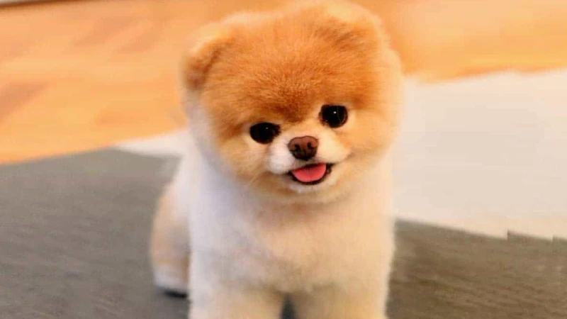 Chó phốc sóc mini trong nụ cười