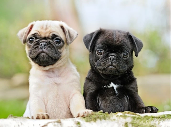 Chó Pug