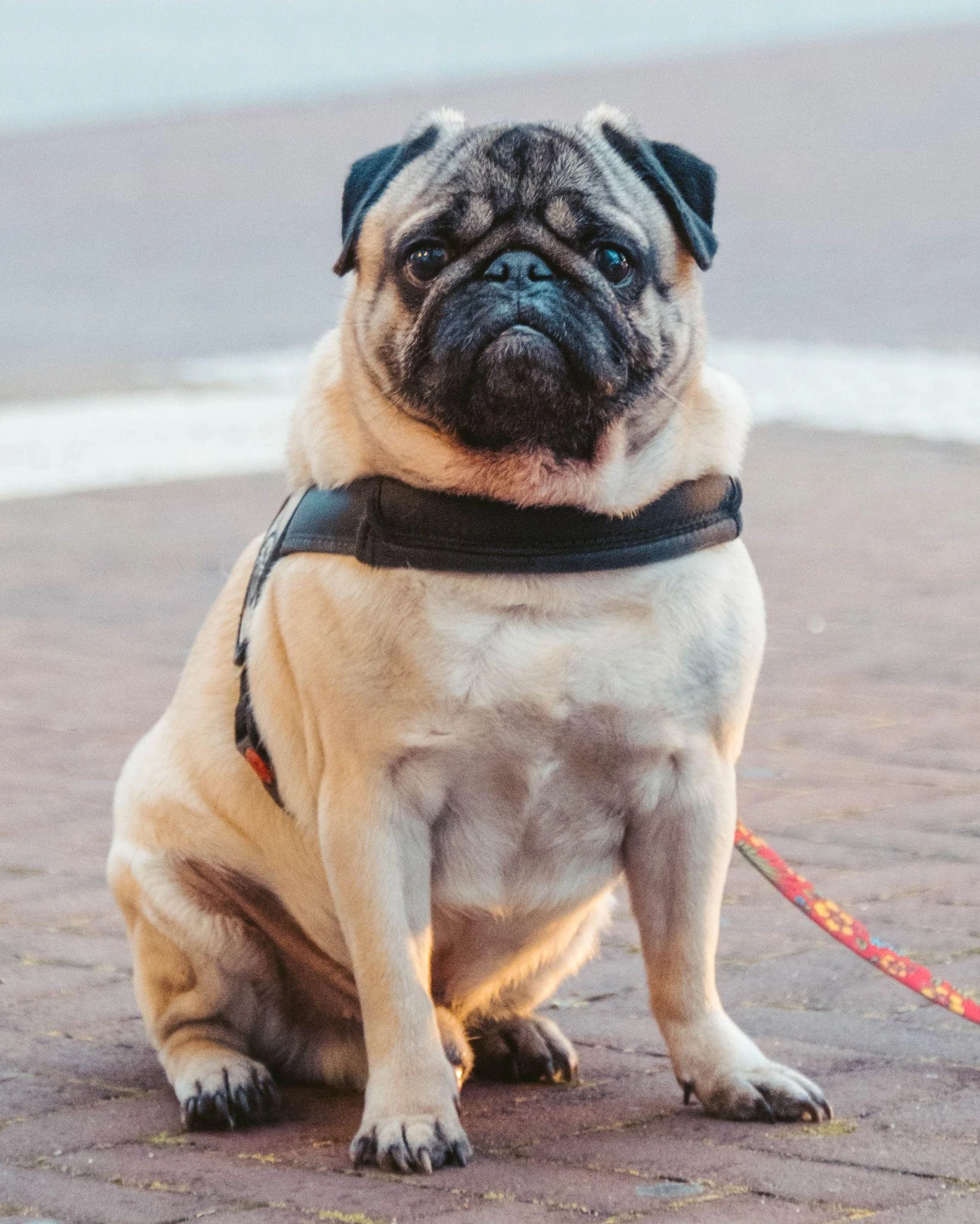 Pug đáng yêu