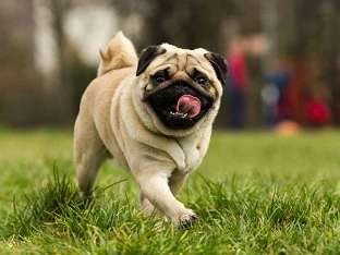 Pug chơi đùa