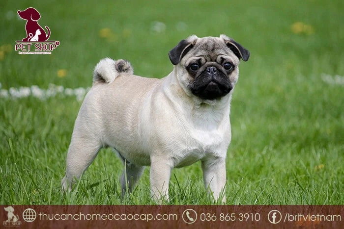 Chó Pug giá rẻ