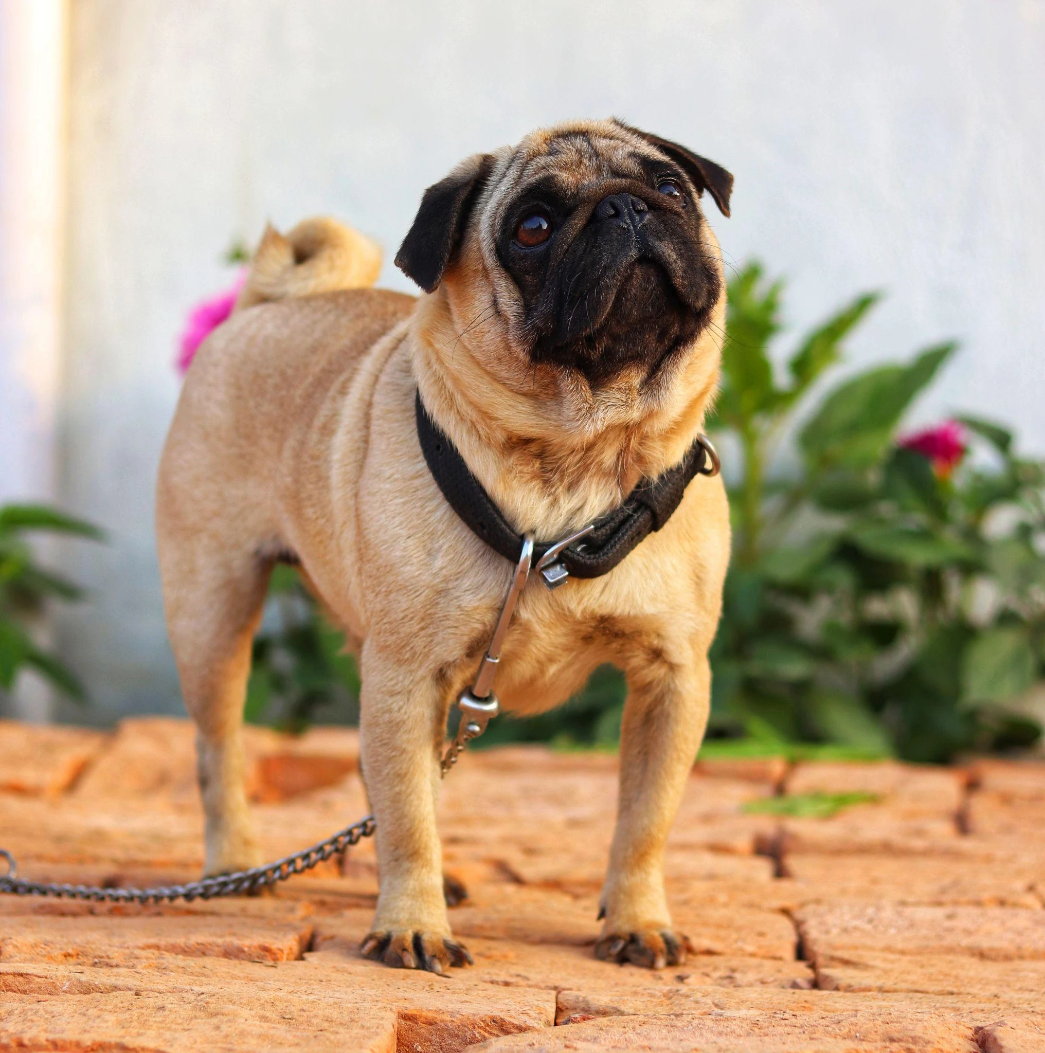 Pug đi dạo