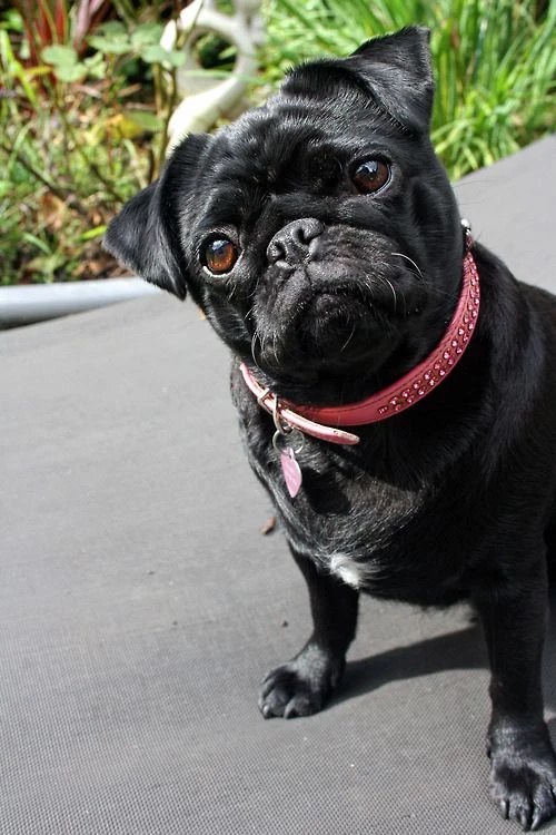 Chó Pug trên mạng