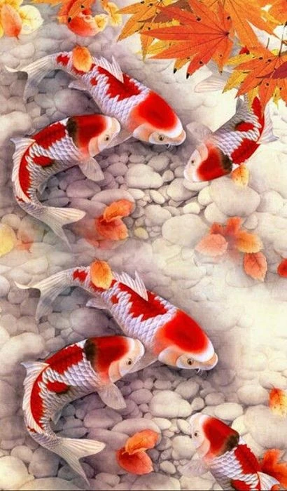 Cá Koi bơi lội trong hồ nước