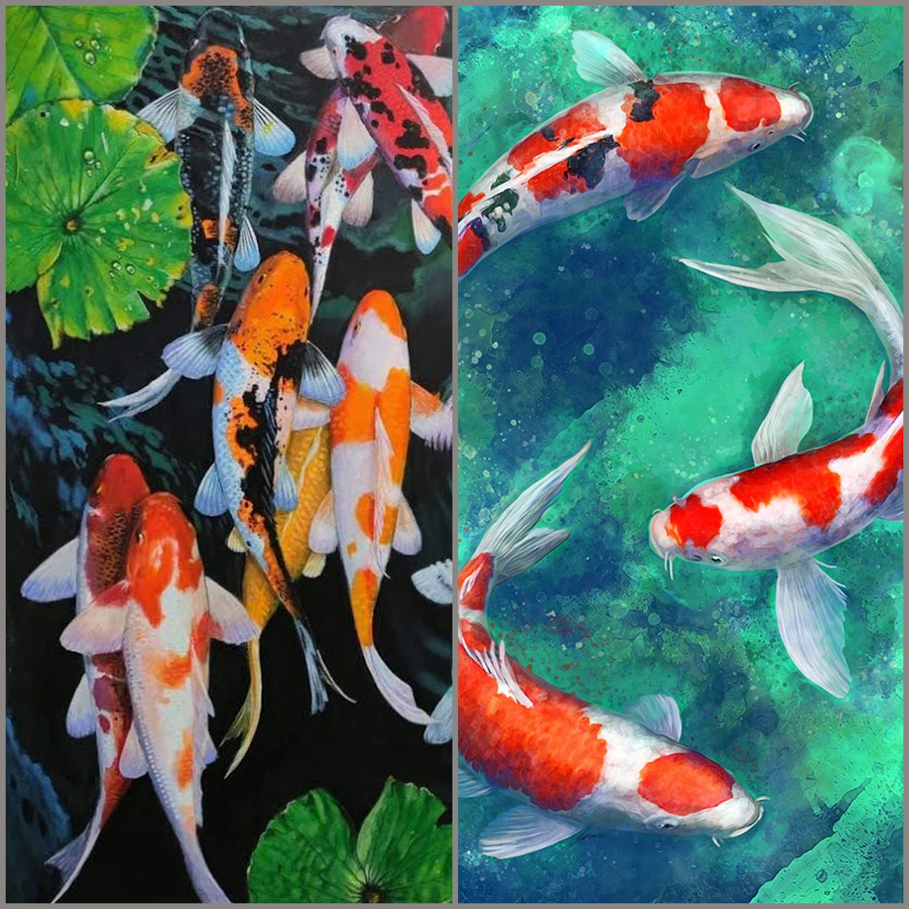 Cá Koi bơi lội trong nước