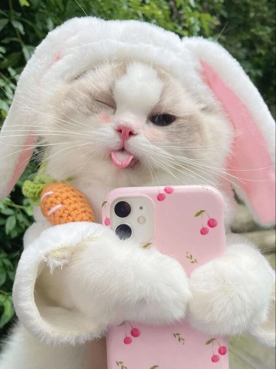 Mèo cute