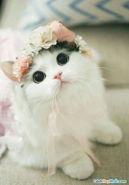 Tìm kiếm trên mạng xã hội