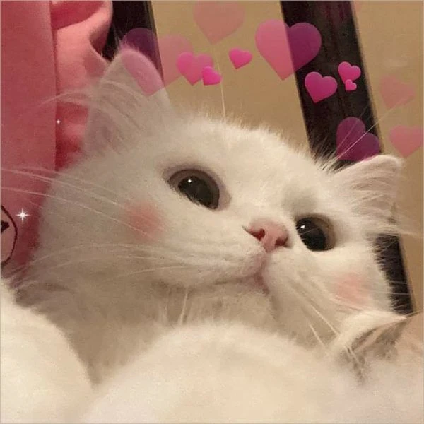 Cộng đồng yêu mèo