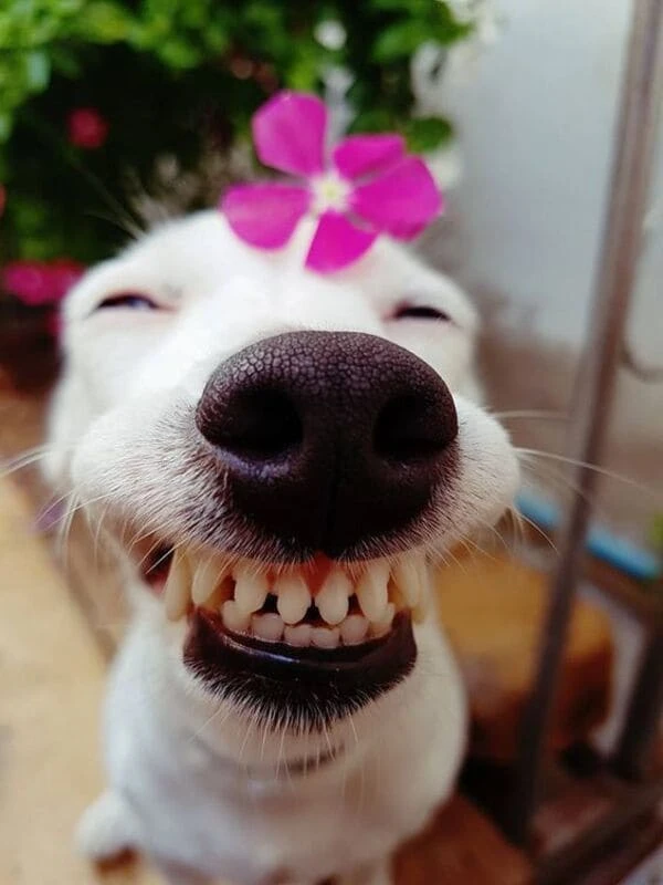 Chó hài hước