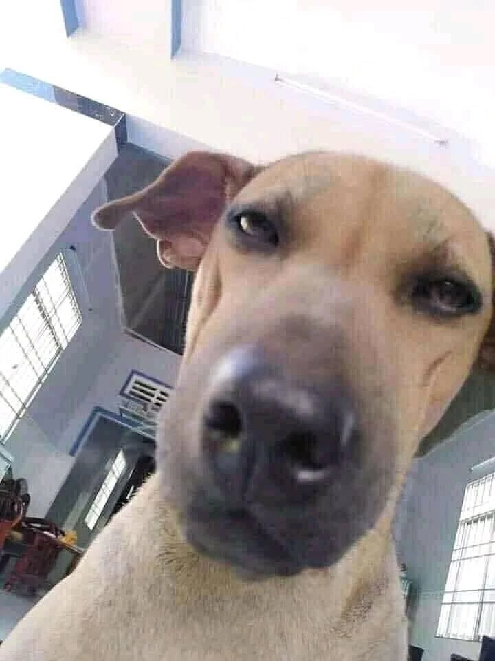 Chó meme hài hước