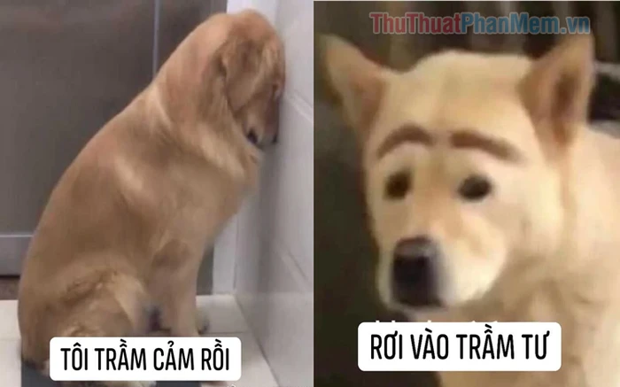 Cheems và Sự Kết Nối