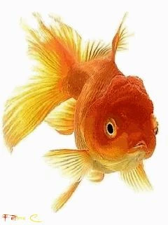 Cá Cảnh Bơi Lội