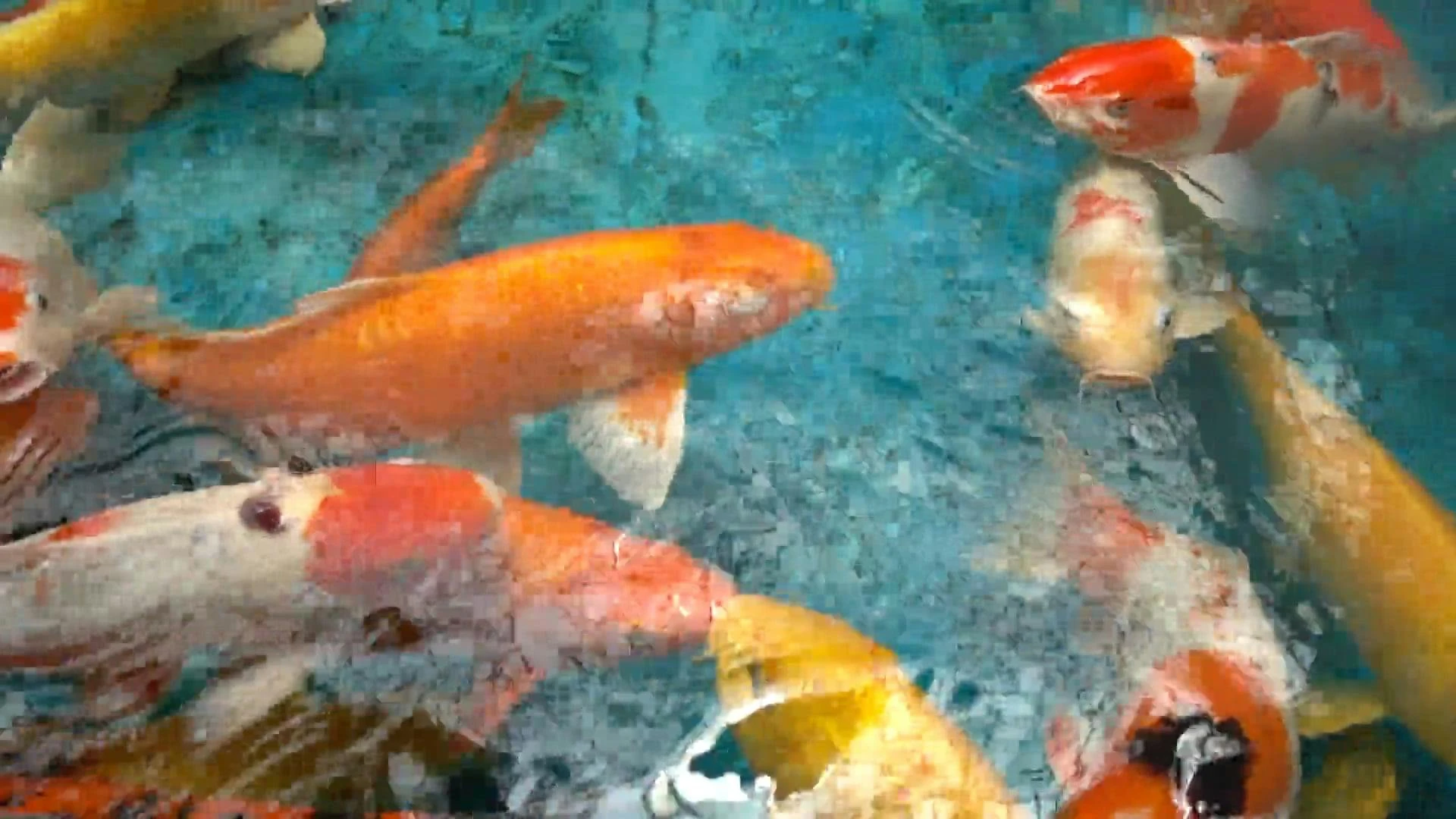 Cá Nước Ngọt