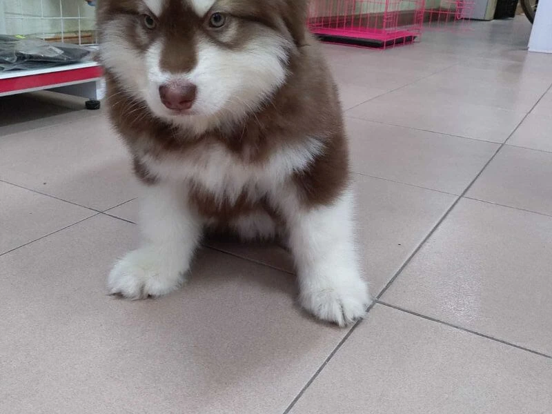 Chó Alaska