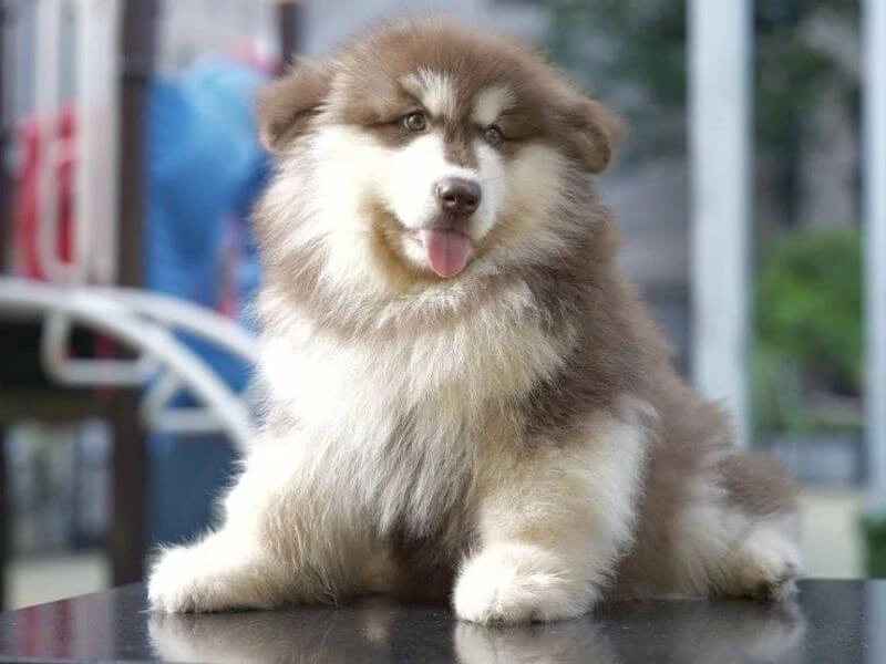 Chó Alaska
