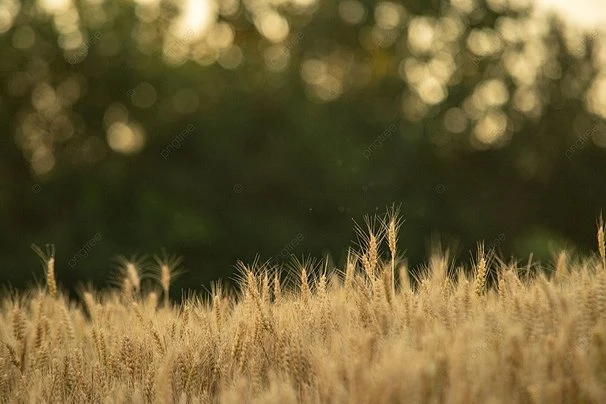 Cánh đồng lúa chín vàng