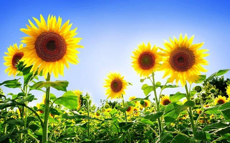Hình nền động cánh đồng hoa mặt trời vào buổi hoàng hôn