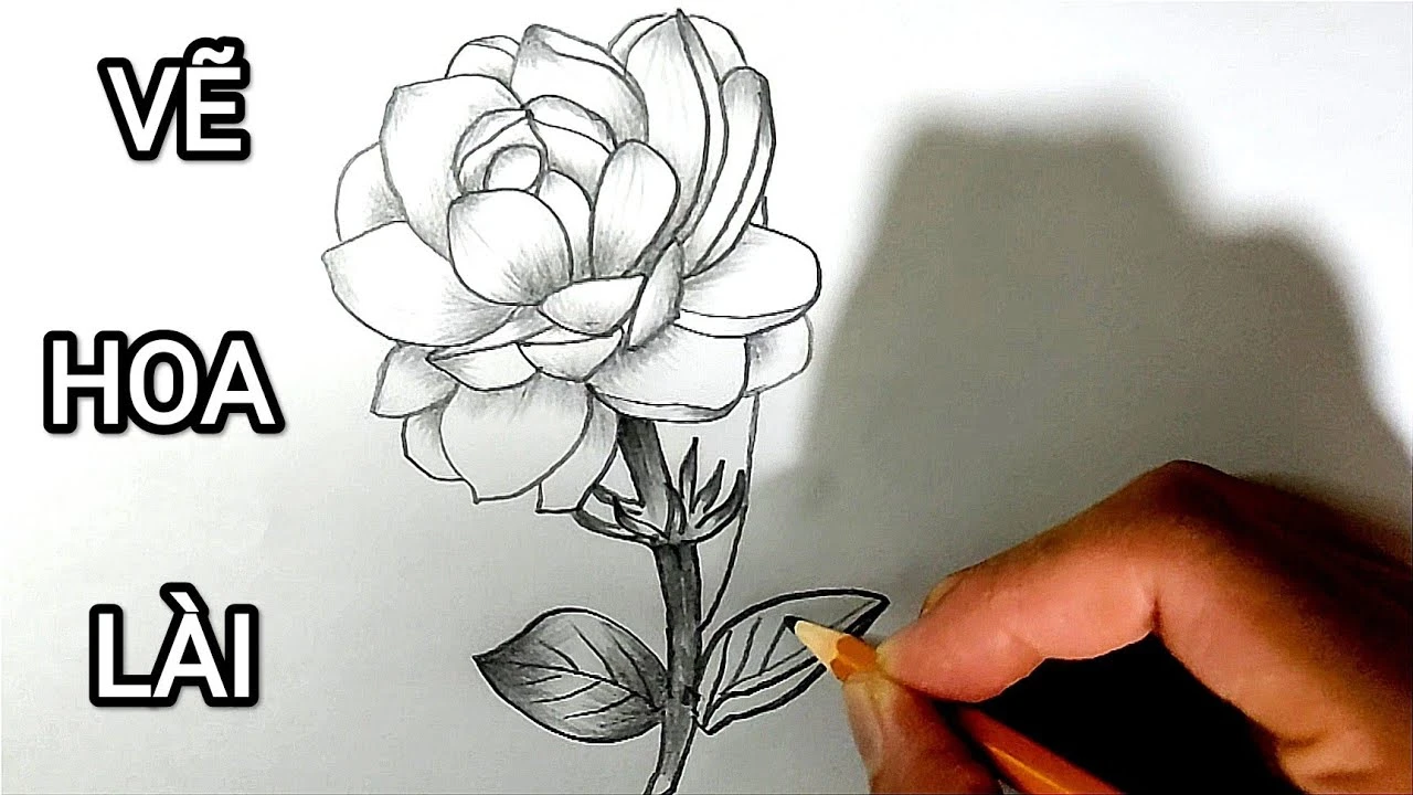 Vẽ hoa nhài bằng bút chì