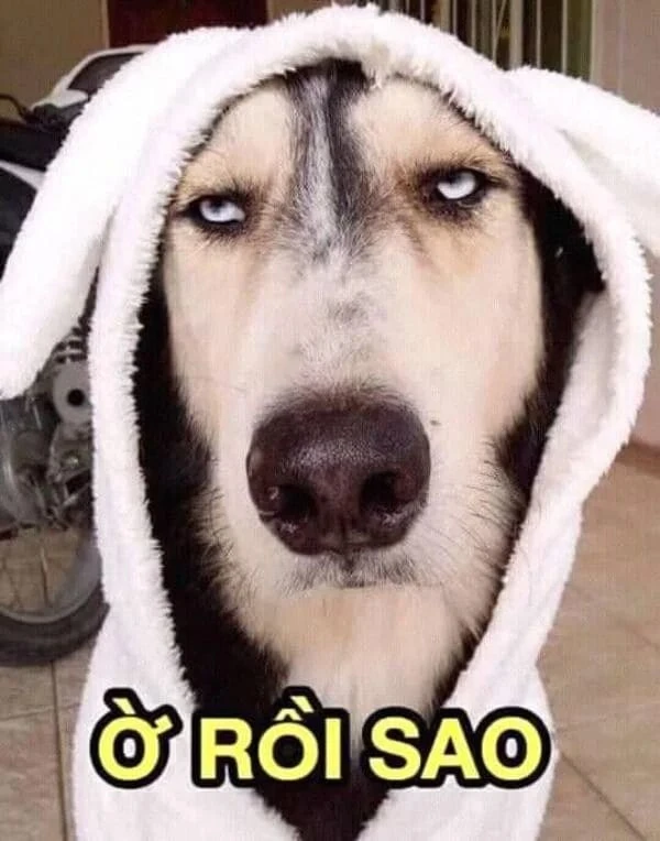 Chó Với Biểu Cảm Hài Hước