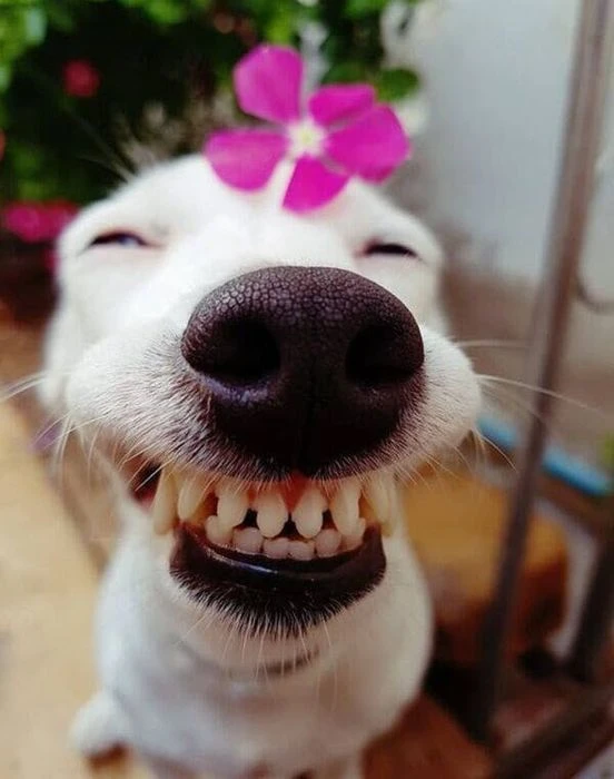 Chó Troll Hài Hước