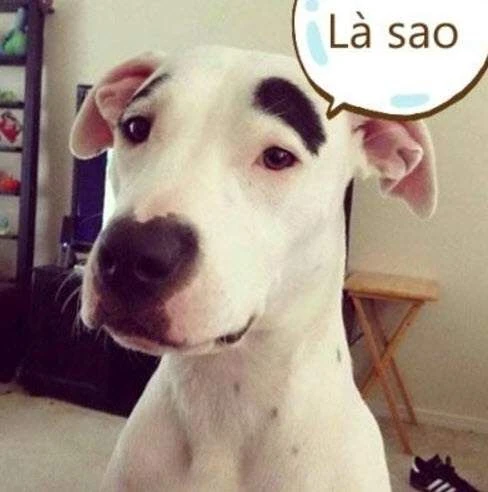 Chó Đáng Yêu