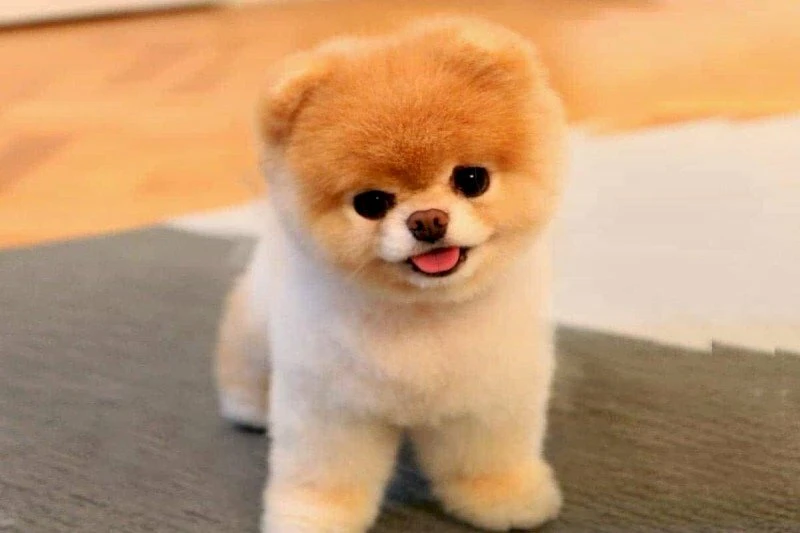 Chó con trong tư thế dễ thương