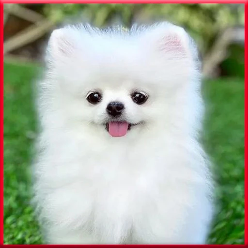 Hình nền chó cute trên mạng xã hội