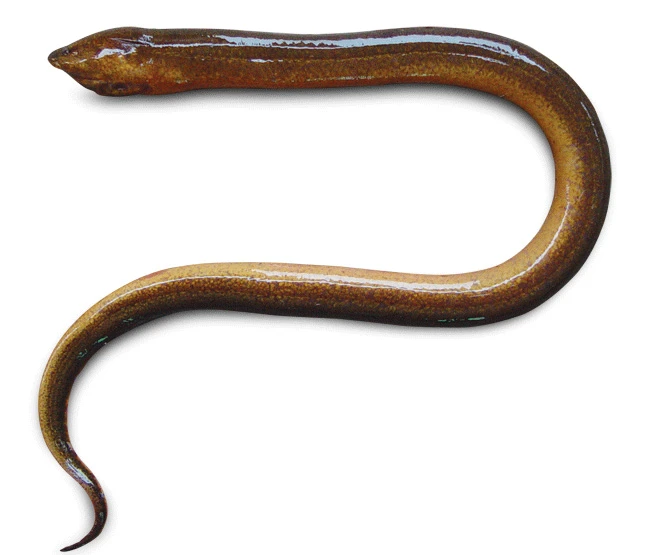 Hình ảnh con lươn 4