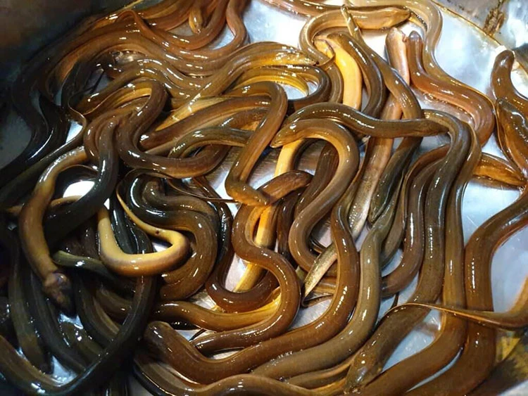 Hình ảnh con lươn 5