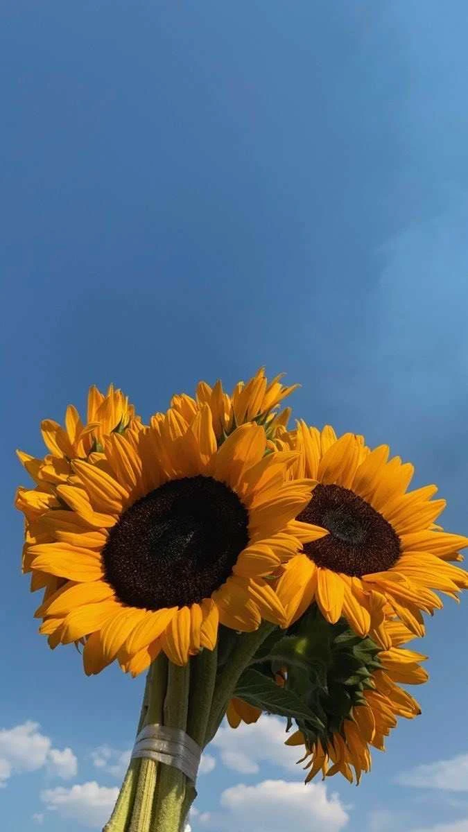 Hình nền hoa hướng dương 6