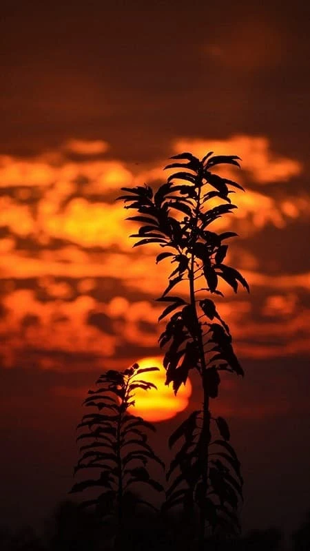 Hoàng hôn bên những hàng cây