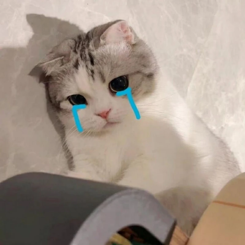 Meme mèo khóc dễ thương