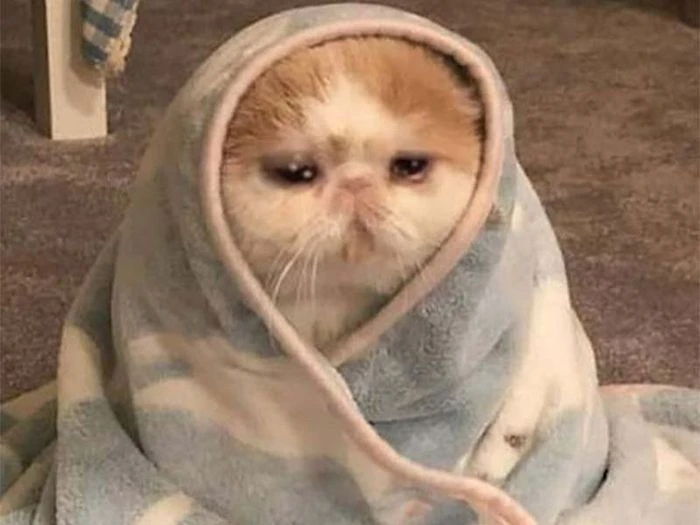 Meme mèo khóc biểu cảm độc đáo
