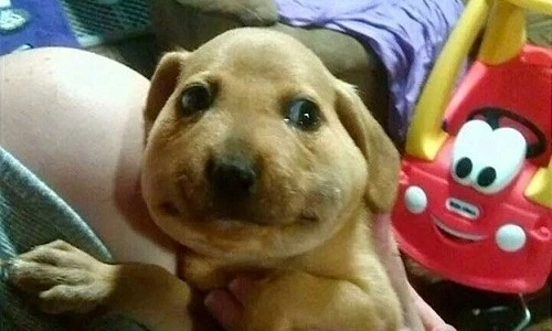 Hình ảnh chú chó bị ong đốt