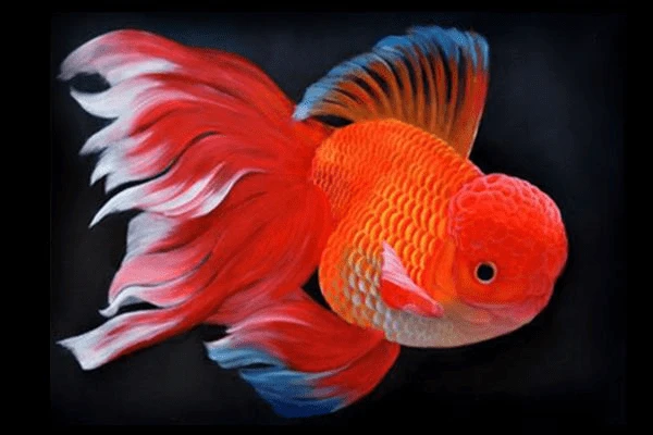 Cá Betta
