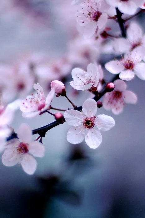 Hình nền hoa anh đào