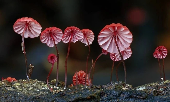 Nấm Shiitake