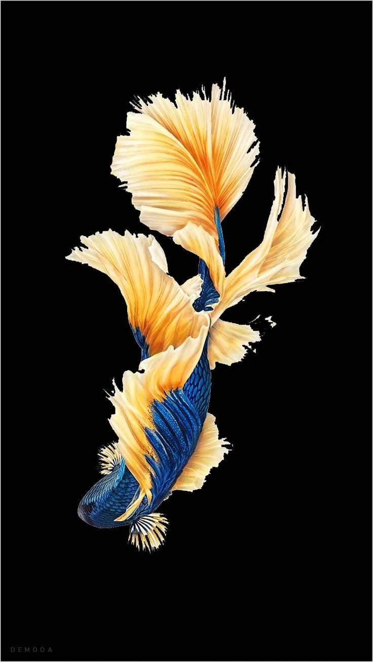Cá Koi 3D