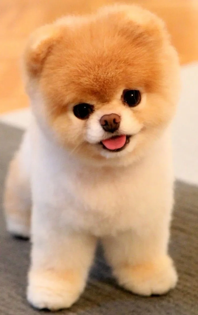Corgi Cute