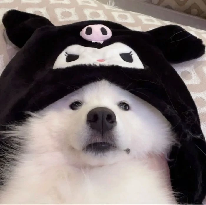 Samoyed Cute
