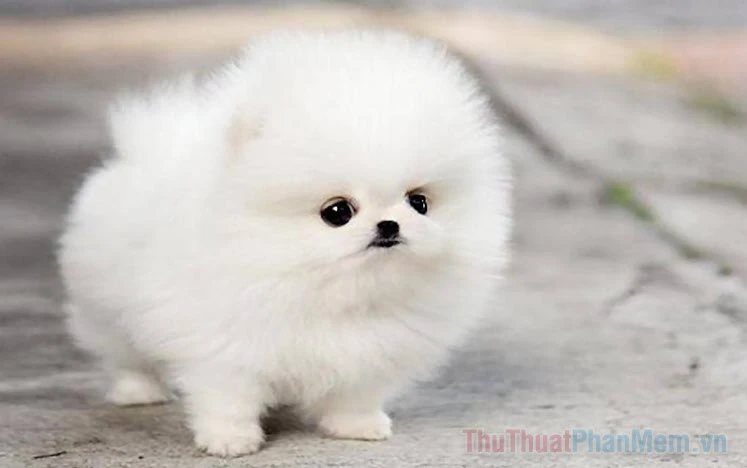 Poodle Cute
