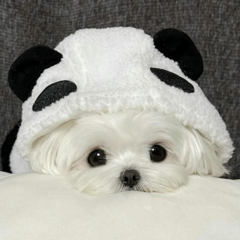 Avatar Chó Cute Đáng Yêu