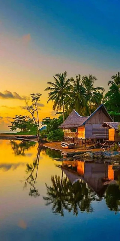 Hình nền rừng cây