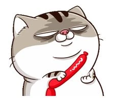 Mèo Ami bụng bự dễ thương