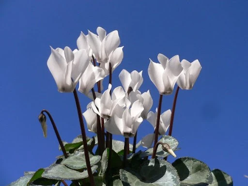Hoa anh thảo