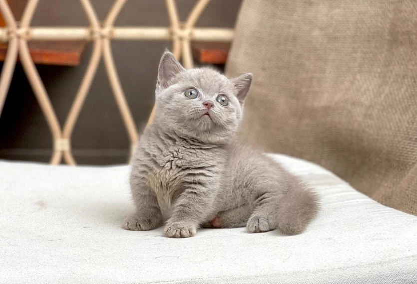 Mèo Anh Lông Ngắn Màu Lilac