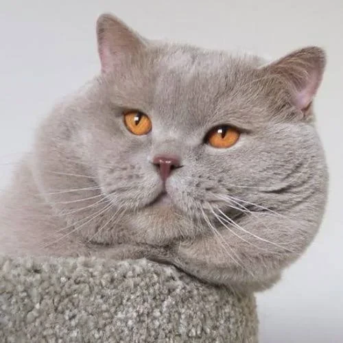 Mèo Anh Lông Ngắn Màu Lilac
