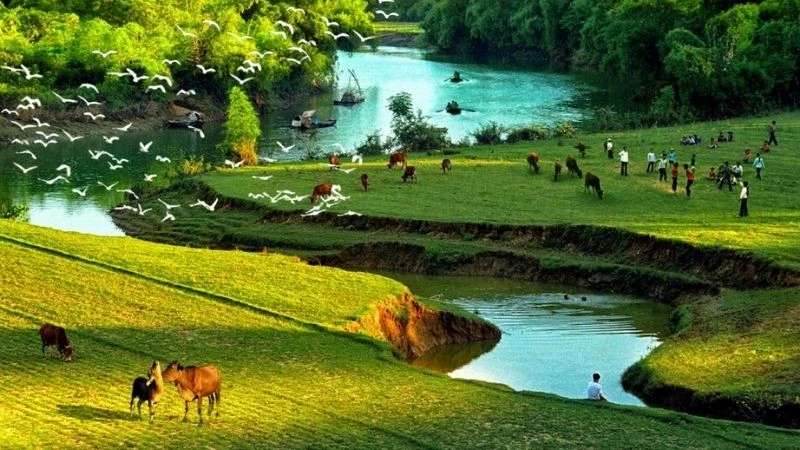 Cánh đồng lúa