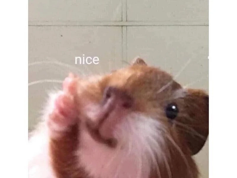 Chuột Hamster Đang Ăn